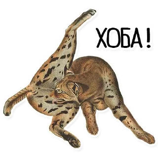 😼