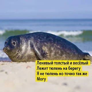 🦭