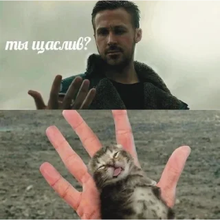 🐱