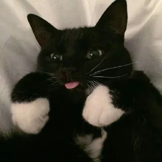 😺