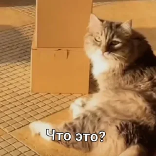 Симбочка Пимпочка