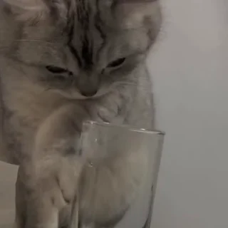 🐈