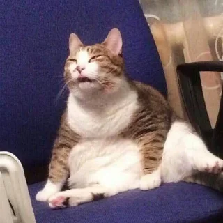 😾