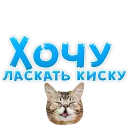 🐱
