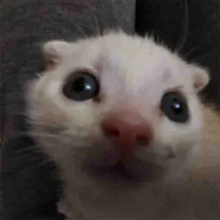 🥹