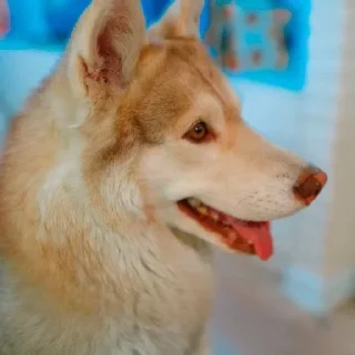 🌟