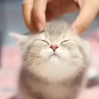 🐈