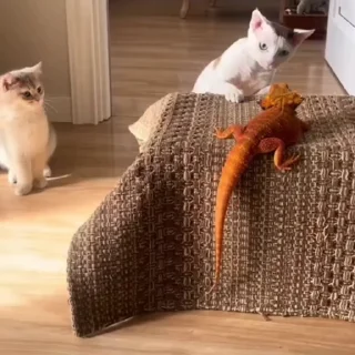 🐈