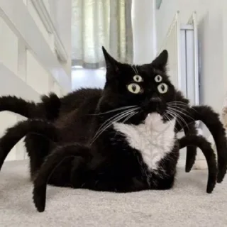 🤪