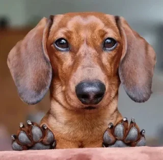✋
