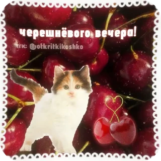 🐱