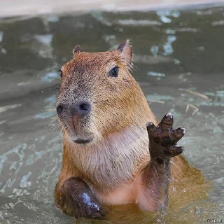 👋