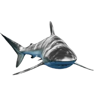 🦈