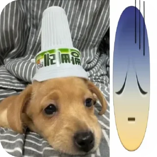 🐶