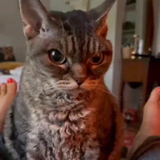 🐈