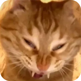 🐱