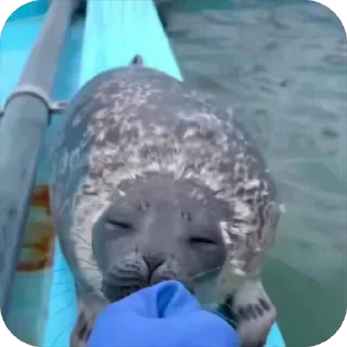 🥺