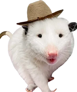 🎩