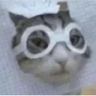 🐾