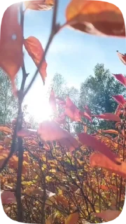 🍁