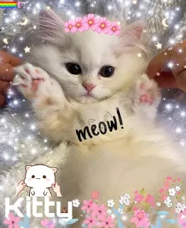 🌸