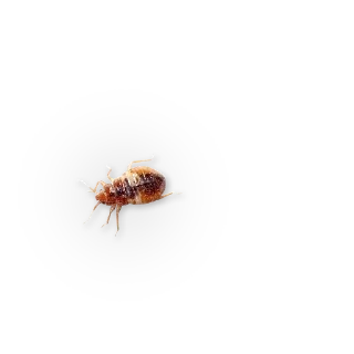 🐞