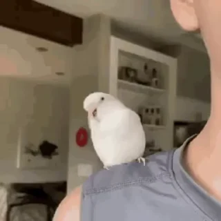 🐥