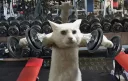💪