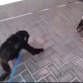 🌟