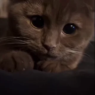 🤩