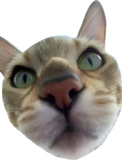 😾