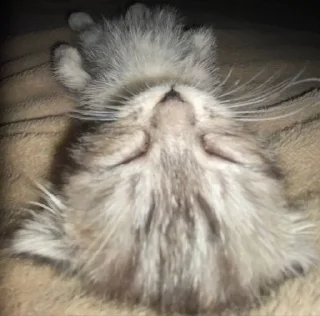😴