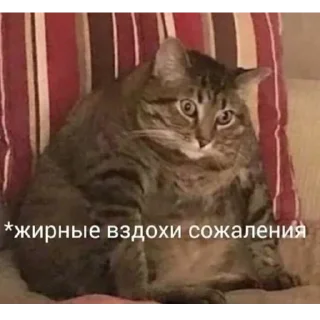 😺