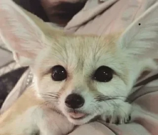 💤