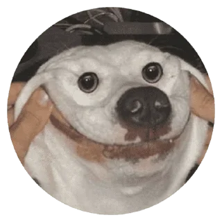 🐶