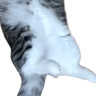 😺
