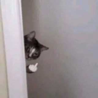 🐈