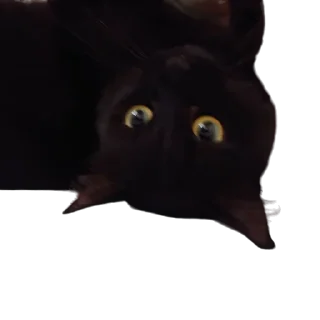 🦇