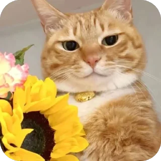 😎