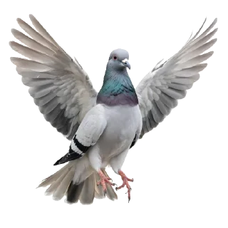 🕊