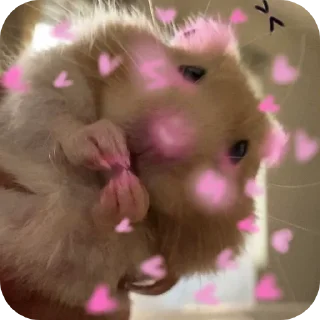 🤲