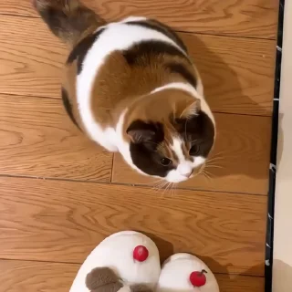 🐈‍⬛️