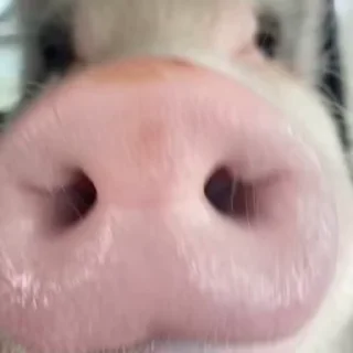 🐷