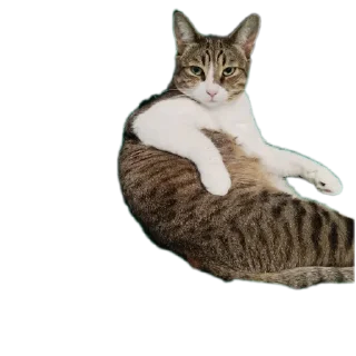 🐱