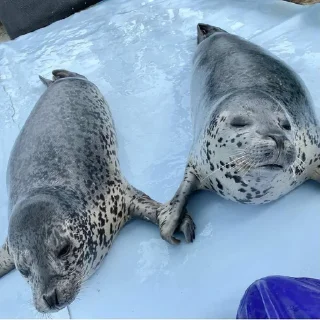 💖
