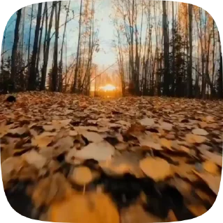 🍁