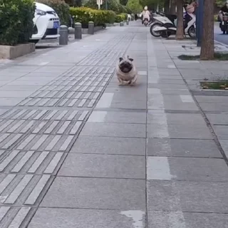 🐩