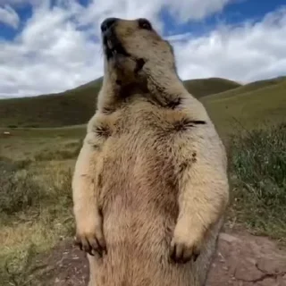 🦫