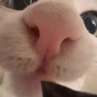 😸