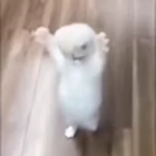 🐈‍⬛